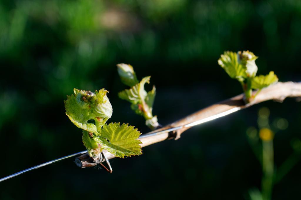 Weingut Winzerzimmer Rothschaedl Leutschach Dış mekan fotoğraf